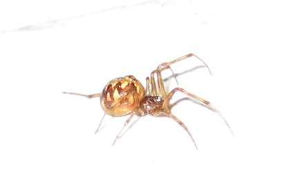 Ragno casalingo - Steatoda triangulosa
